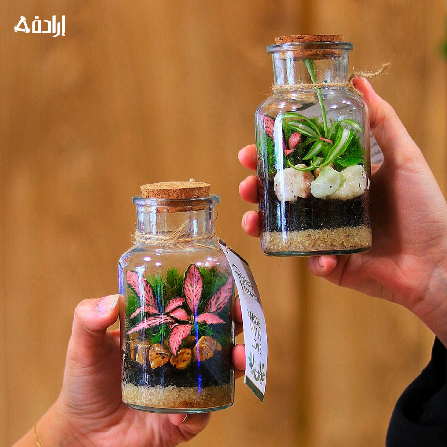 نباتات مزروعة داخل زجاجة 