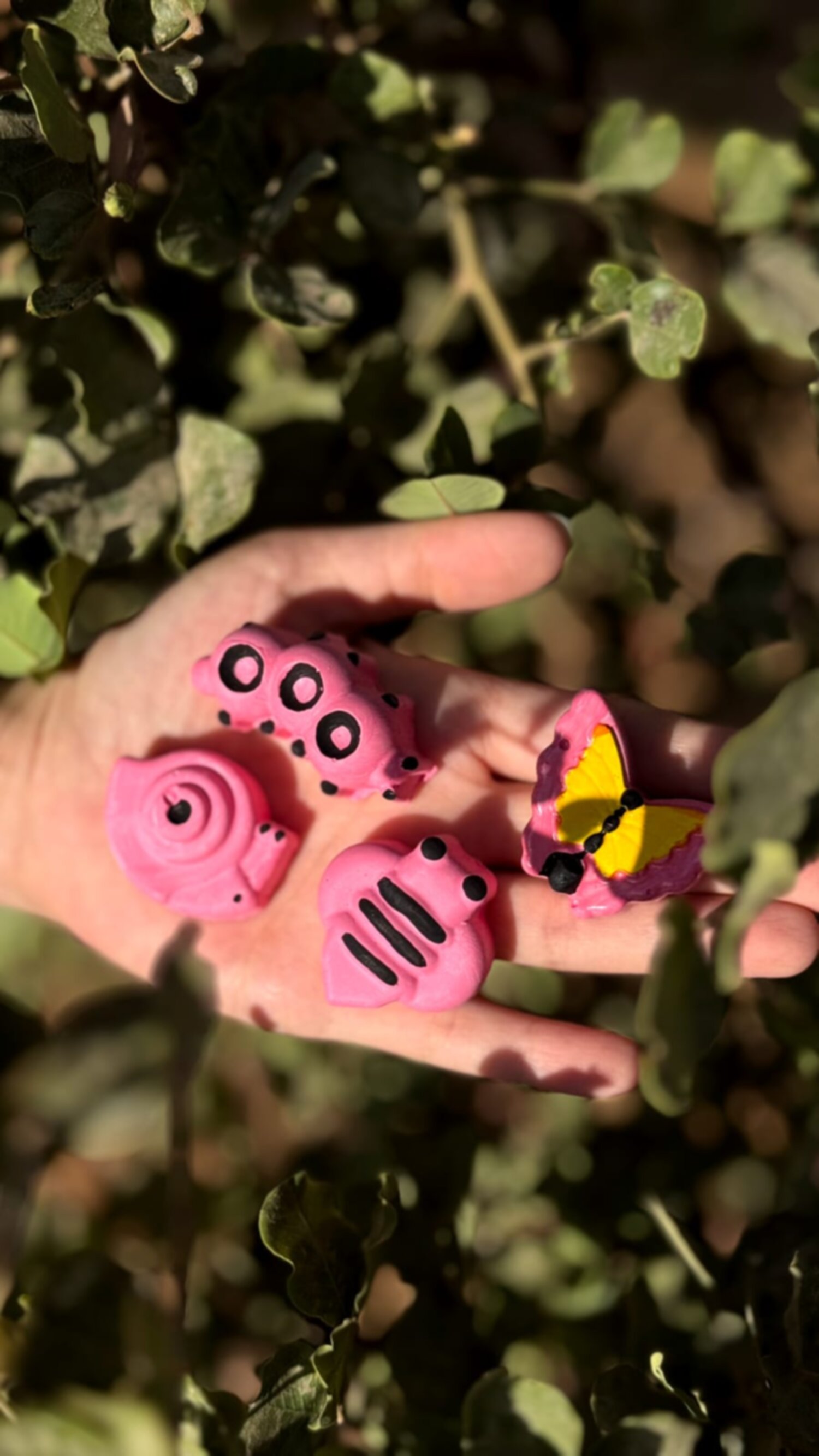 مجموعة دورة حياة الفراشة 🦋