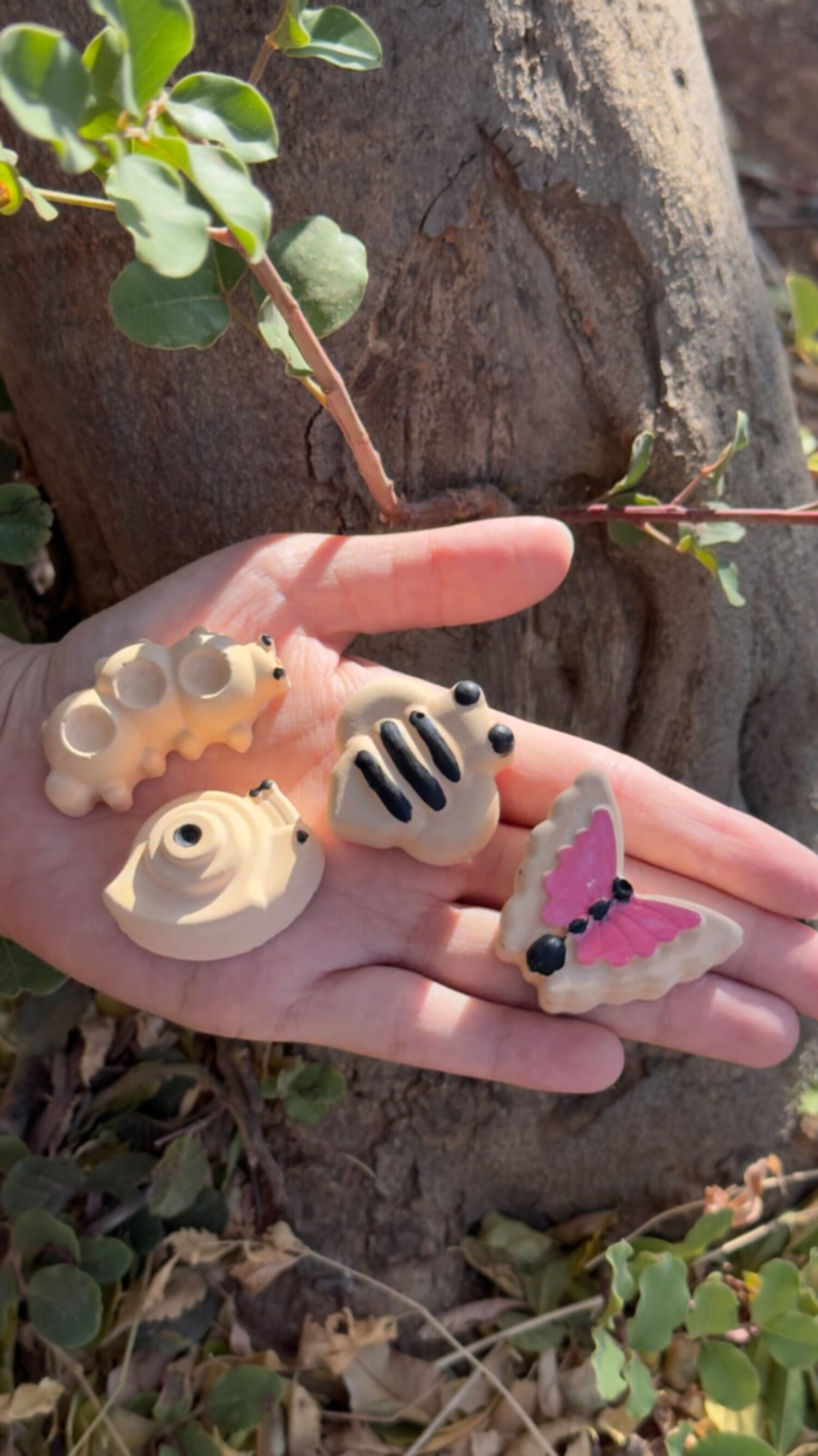 مجموعة دورة حياة الفراشة 🦋